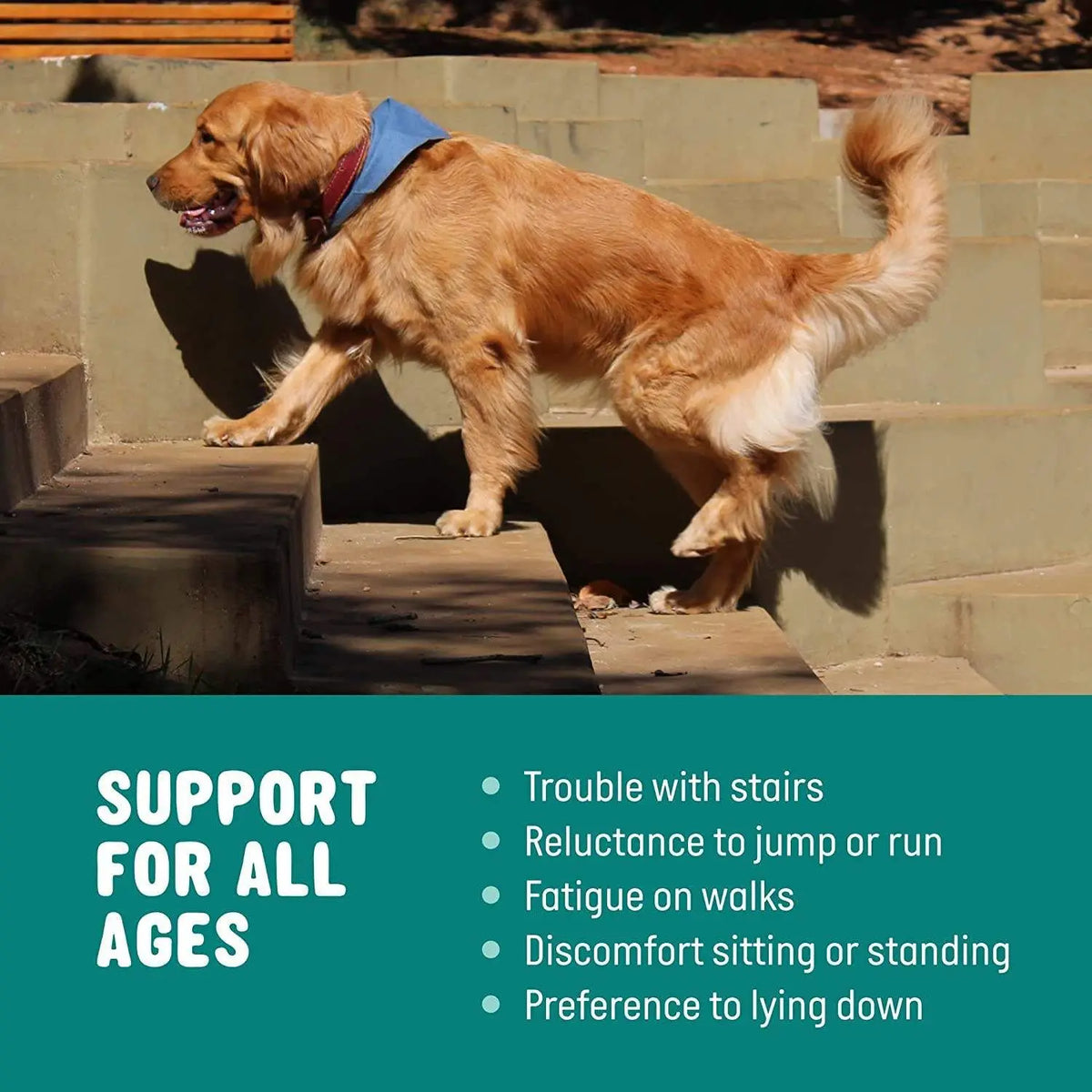 Pet Hip & Joint Support Soft Chews for Dogs - Glucosamine Chondroitin MSM Turmeric - Multifunctional Supplement Products OEM/ODM
